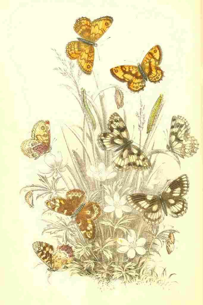 Humphreys Henry Butterflies 1860 Marbled White et al A4 Photo Print