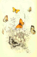 Humphreys Henry Butterflies 1860 Marsh Ringlet et al A4 Photo Print