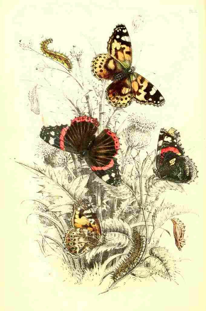 Humphreys Henry Butterflies 1860 Painted lady et al A4 Photo Print