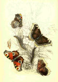 Humphreys Henry Butterflies 1860 Peacock et al A4 Photo Print