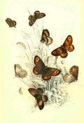 Humphreys Henry Butterflies 1860 Ringlet et al A4 Photo Print