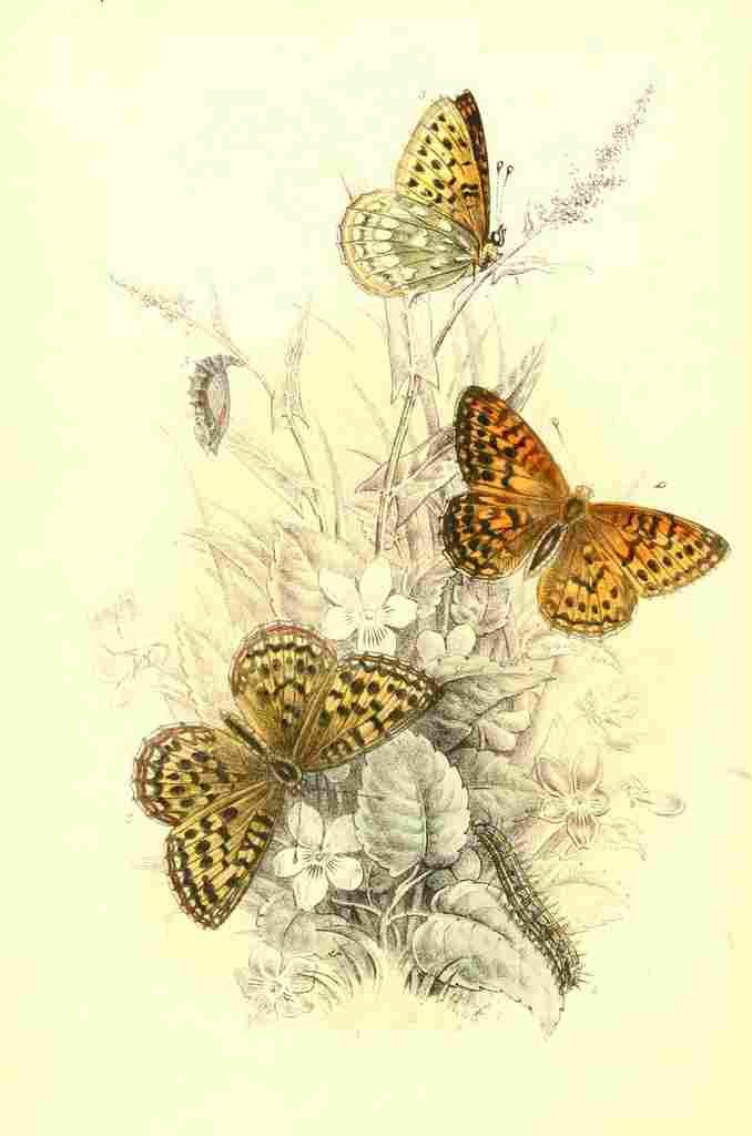 Humphreys Henry Butterflies 1860 Small Tortoiseshell A4 Photo Print