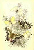 Humphreys Henry Butterflies 1860 Swallowtail et al A4 Photo Print