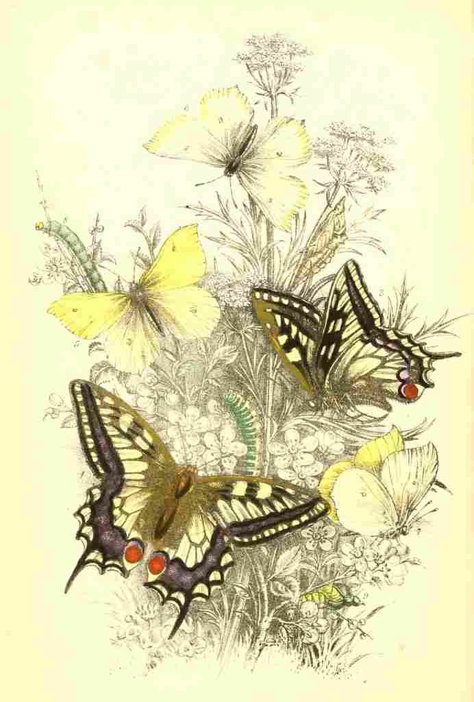 Humphreys Henry Butterflies 1860 Swallowtail et al A4 Photo Print