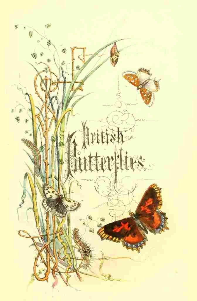 Humphreys Henry Butterflies 1860 Title Page A4 Photo Print