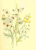Humphreys Henry Transformations 1841 Butterflies 1 A4 Photo Print