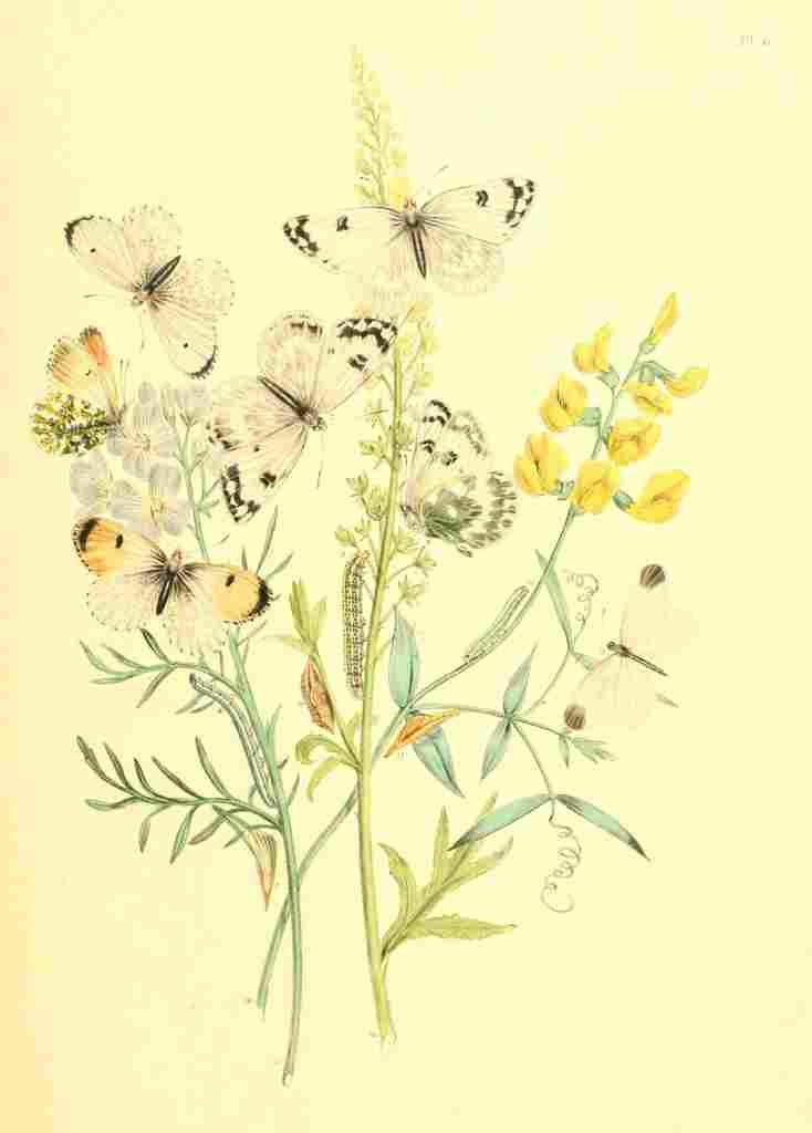 Humphreys Henry Transformations 1841 Butterflies 1 A4 Photo Print
