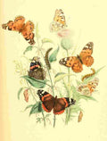 Humphreys Henry Transformations 1841 Butterflies 10 A4 Photo Print