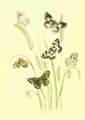Humphreys Henry Transformations 1841 Butterflies 11 A4 Photo Print
