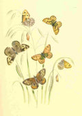 Humphreys Henry Transformations 1841 Butterflies 12 A4 Photo Print