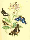 Humphreys Henry Transformations 1841 Butterflies 13 A4 Photo Print