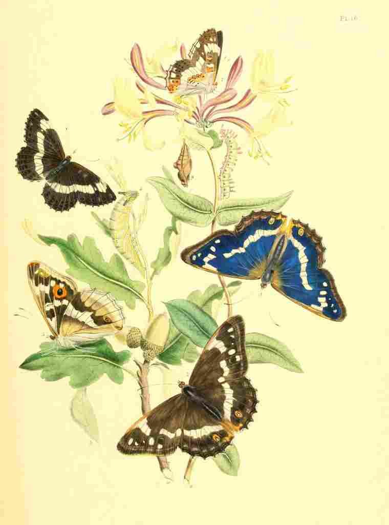 Humphreys Henry Transformations 1841 Butterflies 13 A4 Photo Print