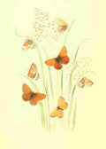 Humphreys Henry Transformations 1841 Butterflies 14 A4 Photo Print