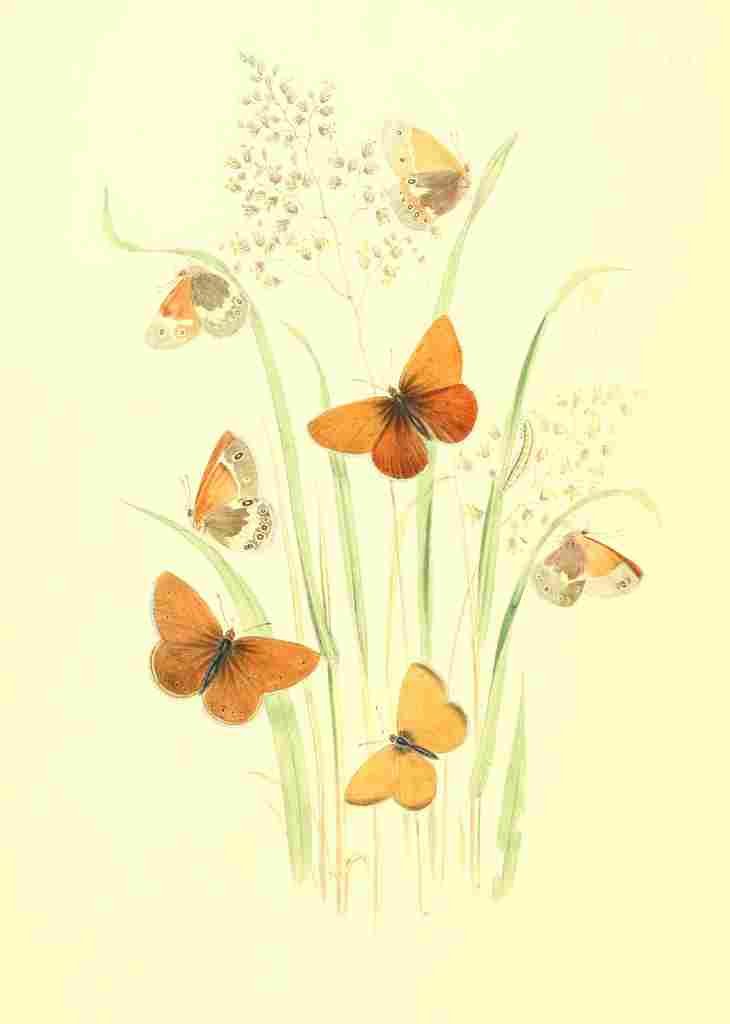 Humphreys Henry Transformations 1841 Butterflies 14 A4 Photo Print