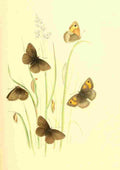 Humphreys Henry Transformations 1841 Butterflies 15 A4 Photo Print