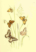 Humphreys Henry Transformations 1841 Butterflies 16 A4 Photo Print
