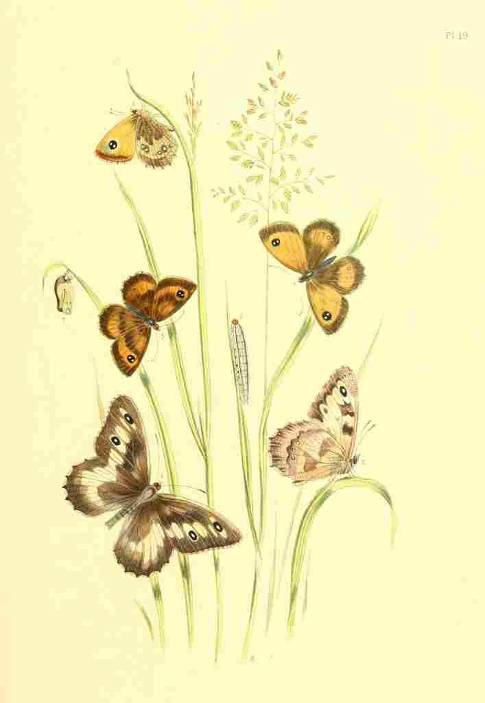Humphreys Henry Transformations 1841 Butterflies 16 A4 Photo Print