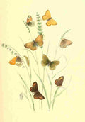 Humphreys Henry Transformations 1841 Butterflies 17 A4 Photo Print