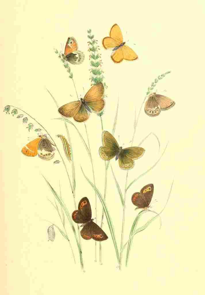 Humphreys Henry Transformations 1841 Butterflies 17 A4 Photo Print