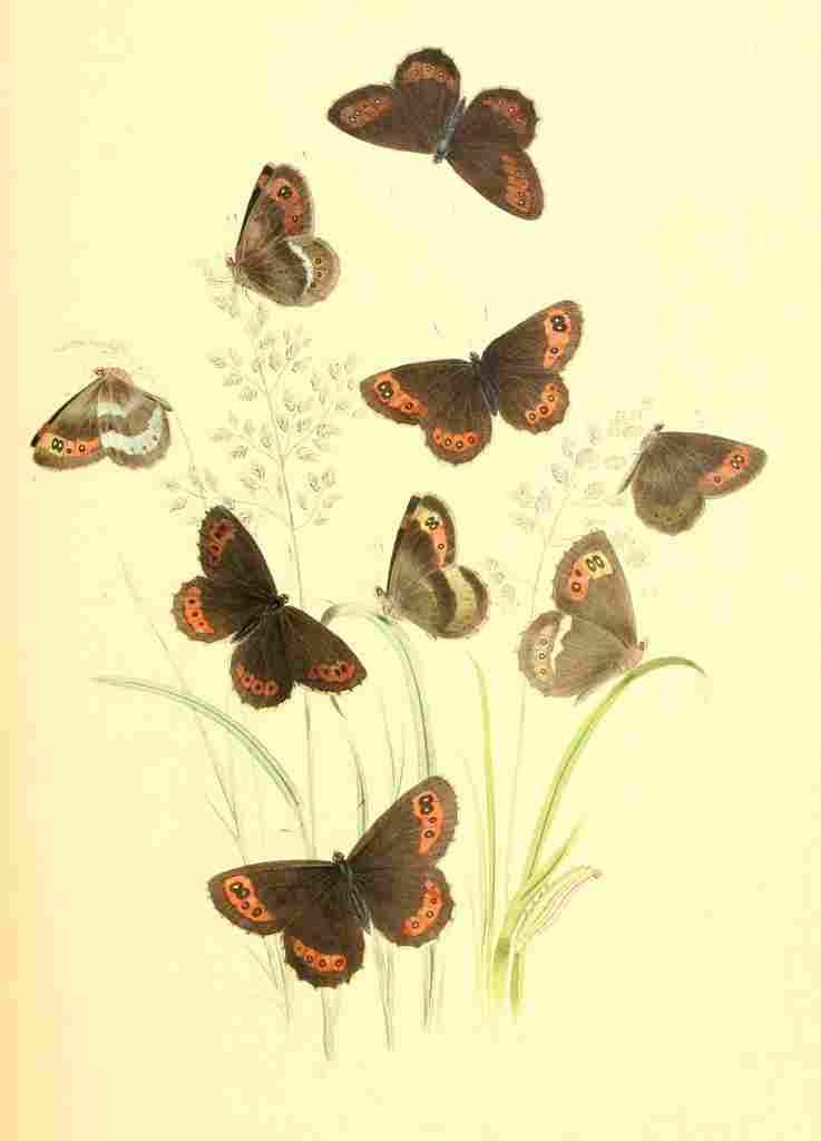 Humphreys Henry Transformations 1841 Butterflies 18 A4 Photo Print