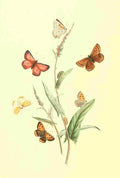 Humphreys Henry Transformations 1841 Butterflies 19 A4 Photo Print