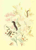 Humphreys Henry Transformations 1841 Butterflies 2 A4 Photo Print