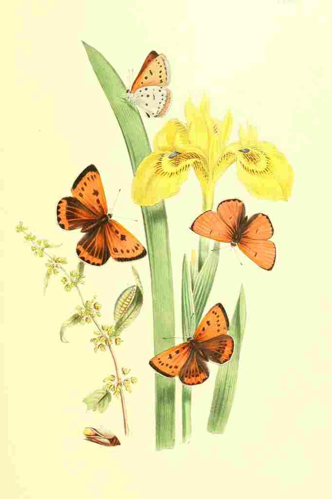 Humphreys Henry Transformations 1841 Butterflies 20 A4 Photo Print