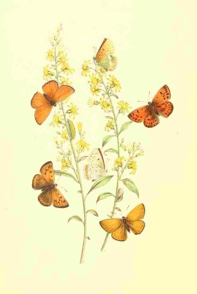 Humphreys Henry Transformations 1841 Butterflies 21 A4 Photo Print