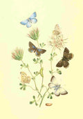 Humphreys Henry Transformations 1841 Butterflies 22 A4 Photo Print
