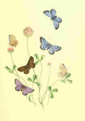 Humphreys Henry Transformations 1841 Butterflies 23 A4 Photo Print