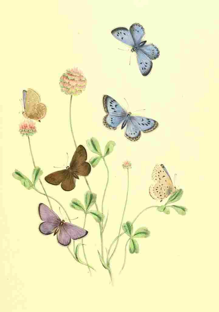 Humphreys Henry Transformations 1841 Butterflies 23 A4 Photo Print
