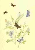 Humphreys Henry Transformations 1841 Butterflies 24 A4 Photo Print