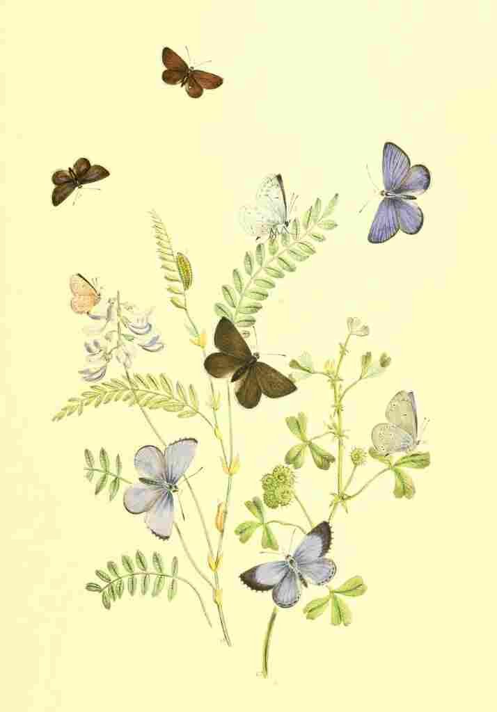 Humphreys Henry Transformations 1841 Butterflies 24 A4 Photo Print