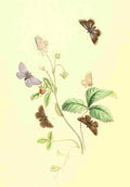 Humphreys Henry Transformations 1841 Butterflies 25 A4 Photo Print