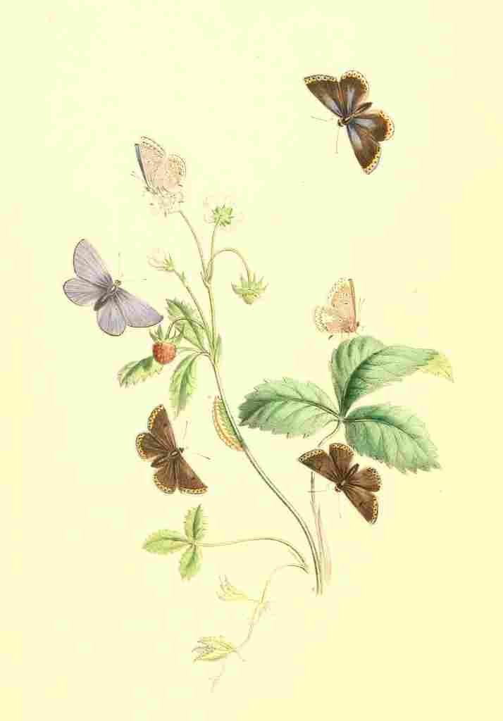 Humphreys Henry Transformations 1841 Butterflies 25 A4 Photo Print