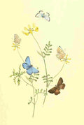 Humphreys Henry Transformations 1841 Butterflies 26 A4 Photo Print