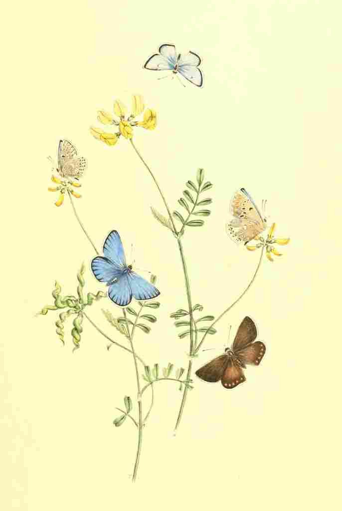Humphreys Henry Transformations 1841 Butterflies 26 A4 Photo Print