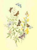 Humphreys Henry Transformations 1841 Butterflies 27 A4 Photo Print