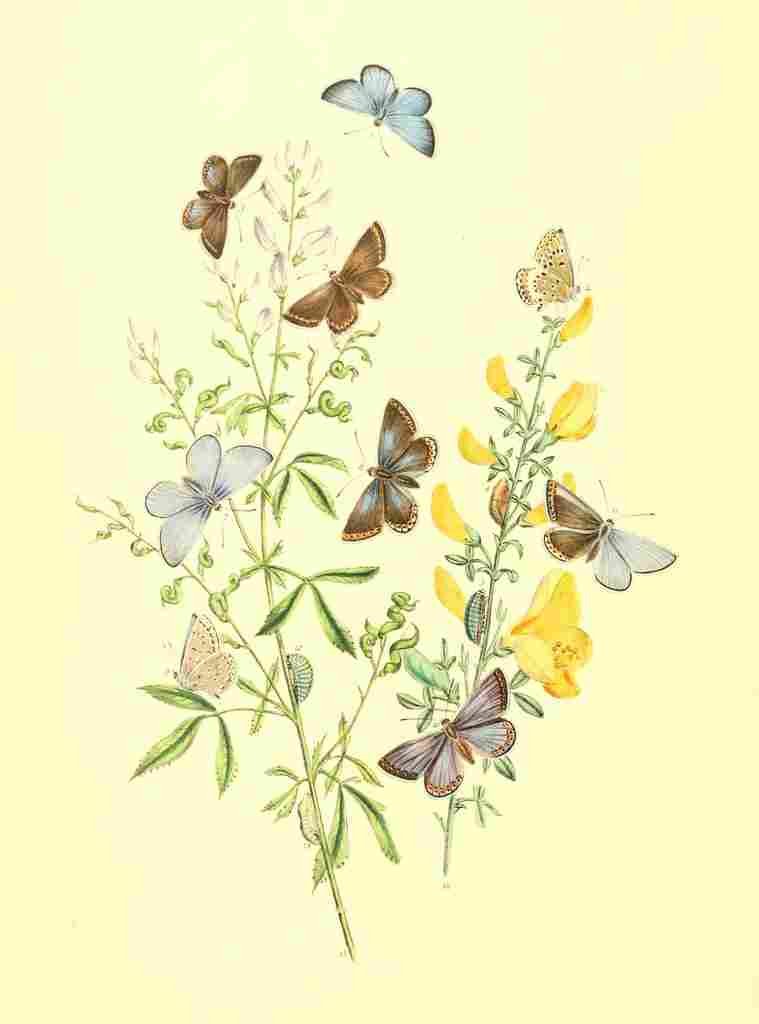 Humphreys Henry Transformations 1841 Butterflies 27 A4 Photo Print