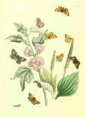 Humphreys Henry Transformations 1841 Butterflies 28 A4 Photo Print