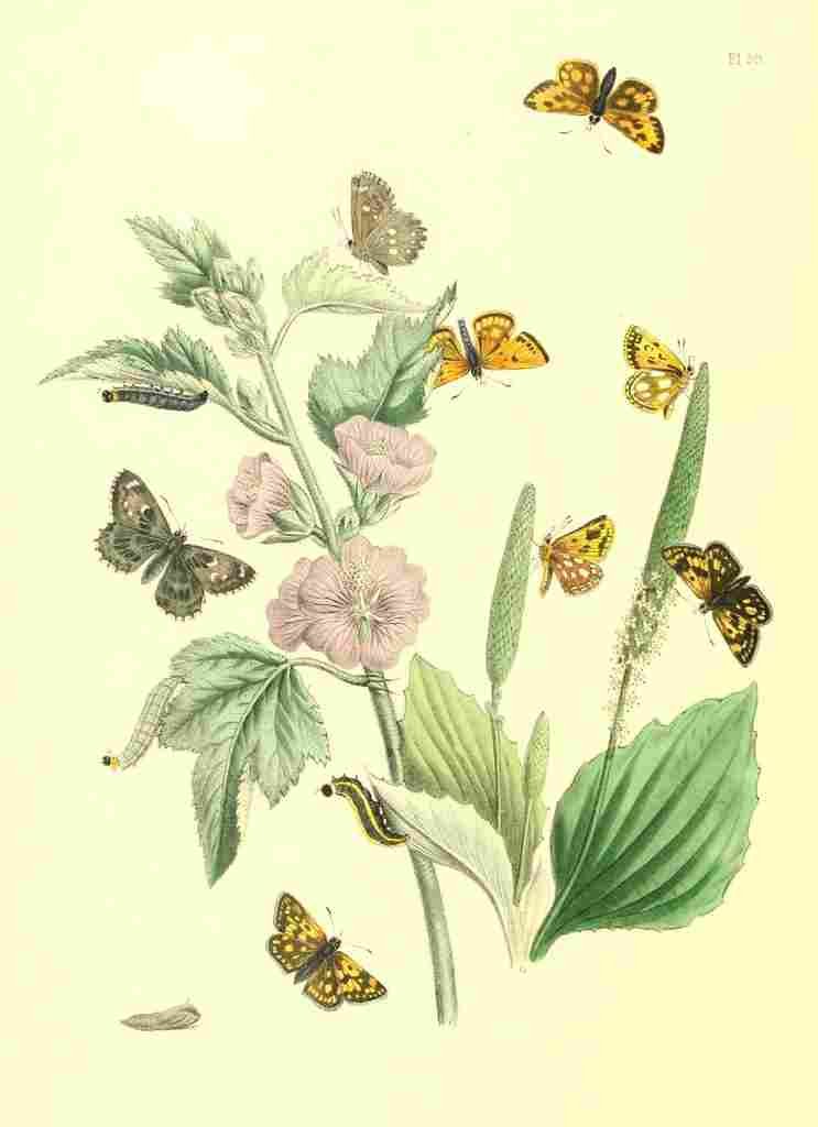 Humphreys Henry Transformations 1841 Butterflies 28 A4 Photo Print