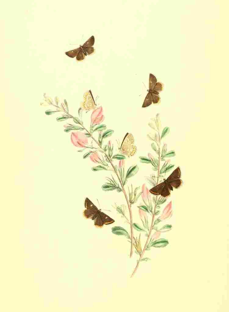 Humphreys Henry Transformations 1841 Butterflies 29 A4 Photo Print