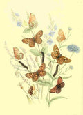 Humphreys Henry Transformations 1841 Butterflies 3 A4 Photo Print