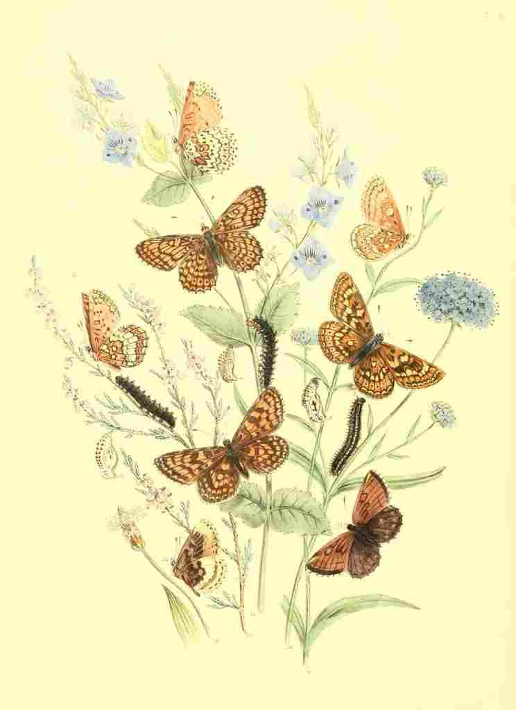 Humphreys Henry Transformations 1841 Butterflies 3 A4 Photo Print