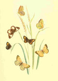 Humphreys Henry Transformations 1841 Butterflies 30 A4 Photo Print