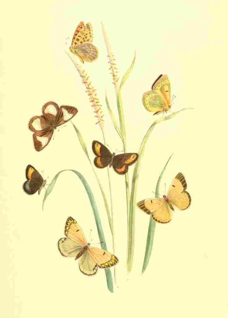 Humphreys Henry Transformations 1841 Butterflies 30 A4 Photo Print