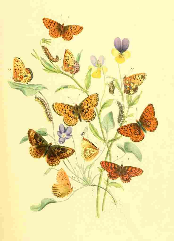 Humphreys Henry Transformations 1841 Butterflies 4 A4 Photo Print