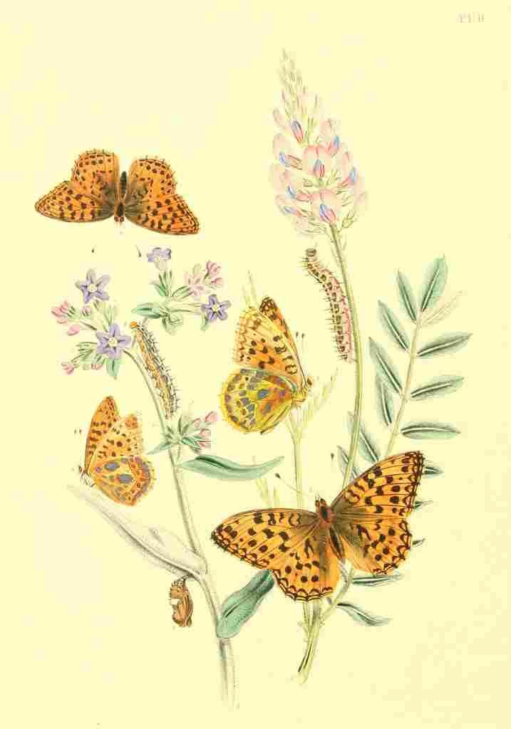 Humphreys Henry Transformations 1841 Butterflies 5 A4 Photo Print