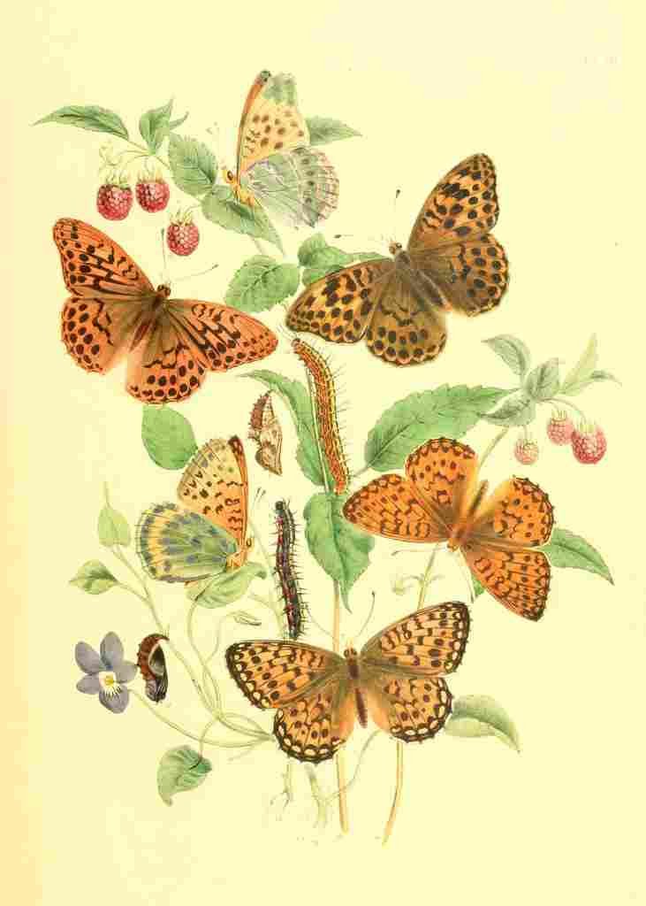 Humphreys Henry Transformations 1841 Butterflies 6 A4 Photo Print