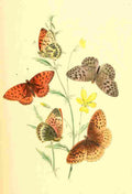 Humphreys Henry Transformations 1841 Butterflies 7 A4 Photo Print